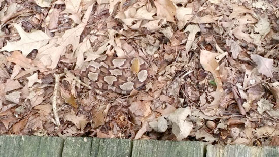 Bien que jouant sur les mêmes teintes que les feuilles, le corps du serpent est nettement visible sans grand effort grâce à la capacité de votre cerveau à créer des contours à partir des variations de couleurs.