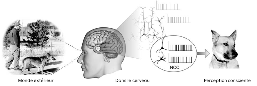  Koch 2004, Figure 1.1 Les corrélats neuronaux de la conscience p. 16.  