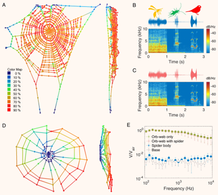 La toile orbiculaire d'une araignée constitue une antenne acoustique immense, reconfigurable, régénérative et extrêmement sensible. (A–E) Réponses d'une toile orbiculaire à un son distant en incidence normale, généré par un haut-parleur situé à 3,0 m de l'araignée. (A) Mouvement hors plan d'une toile orbiculaire complète induit par un champ sonore stationnaire de 200 Hz (Vidéo S3). La carte thermique colorée représente le rapport d'amplitude entre la vitesse du fil de la toile V et la vitesse des particules d'air Vair (par exemple, 90 % représente V/Vair = 0,9∼1,0). (B et C) Traces temporelles et spectrogrammes du signal acoustique aérien (34–36) mesuré par un microphone de pression (B) et du mouvement de la toile induit par le signal, mesuré par un vibromètre laser (C) à la position centrale de la toile comme indiqué en A. L'extrait audio du mouvement mesuré de la toile est fourni en Audio S1. Le signal acoustique couvre une large gamme de fréquences (100 Hz à 10 000 Hz), incluant les battements d'ailes d'hyménoptères, les stridulations de grillons et les chants d'oiseaux. (D) Représentation en carte thermique du mouvement hors plan d'une toile contenant une araignée vivante, induit par un champ sonore de 200 Hz (Vidéo S3). Le code couleur de D est identique à celui de A. (E) Réponses fréquentielles statistiques des toiles orbiculaires d'araignées (n = 12) aux sons aériens. Chaque mesure individuelle (1 sur 12) comprend un emplacement sur le corps de l'araignée, un emplacement sur la base du cadre de la toile orbiculaire, et quatre emplacements (haut, bas, gauche et droite) sur les fils radiaux de la toile à une distance radiale de 5 cm du centre, avec et sans araignée au repos au centre de la toile. Les barres d'erreur indiquent un écart-type. (Zhou 2022)<a href=