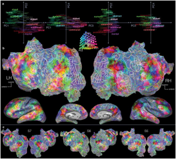 Composantes principales des modèles sémantiques voxel par voxel.